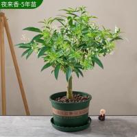 夜来香花树苗浓香型花卉室内九里香盆栽庭院驱蚊植物好养易活的花 原土 夜来香幼苗一颗不包活(太细了)