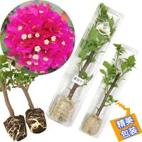 三角梅苗四季开花重瓣老桩盆栽爬藤植物双色七彩漳州大树苗带花FA 四季红[怪植旗舰店永久包对版] 1棵小苗[精美包装盒]单