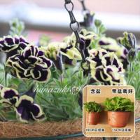 重瓣矮牵牛盆栽带花苞超级矮牵牛盆栽 多年生垂吊矮牵牛花苗重瓣 黑珍珠(破塑料盆)