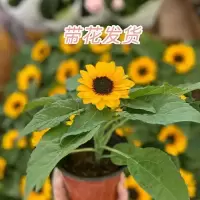 四季向日葵盆栽矮桩室内阳台带花苞带花办公桌夏季耐热小绿植 向日葵1颗(不含盆)