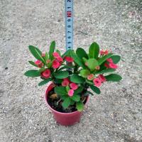 虎刺梅小盆栽太阳花等室内外绿植物花卉净化空气防辐射 四季开花 虎刺梅带盆高度约15cm