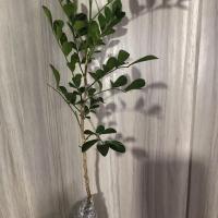 九里香盆栽浓香型花卉3到4年大苗带盆栽好发货驱蚊香气袭人 20-30cm1颗不带盆小苗不包活