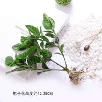 大盆栀子花水培花卉植物室内花阳台绿植盆栽好四季好养开花植物 栀子花1颗