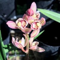 原盆原土带花苞建兰[变色珑]浓香型兰花苗夏秋开花室内绿植盆栽 建兰[变色珑] 1苗[根少不易活]不推荐