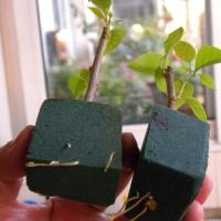 重瓣三角梅花卉盆栽爬藤老桩植物室内庭院扦插苗易活四季开花树苗 三角梅幼苗(不推荐不包成活) 一盆(原盆原土发货)