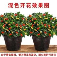 年年有余金鱼花吊兰盆栽绿植室内花卉盆栽四季开花水培吸甲醛防辐 金鱼吊兰[混色]年年有余 金鱼吊兰小苗[一颗]