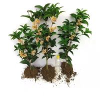 桂花树苗盆栽四季开花浓香型清香浓郁月桂金桂四季桂阳台庭院绿植 精品四季桂4年苗+送肥料