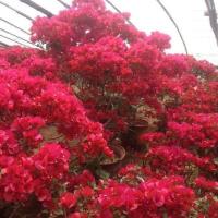 三角梅花卉盆栽四季开花重瓣爬藤室内盆景植物大小苗不带花发货 耐寒朱砂大红 三年苗