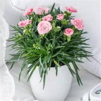 康乃馨盆栽带花苞大花 室内客厅观花石竹小植物 四季开花绿植花卉 花边白[带花苞送生根粉] 不含盆