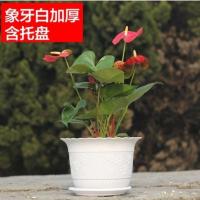 波浪花边莲花盆塑料树脂仿陶型大花盆多肉绿萝花盆可水培送托盘 白色【开孔留言】 小号【口径15cm】15个