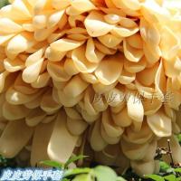 加厚加长一次性手套加厚橡胶防护劳保乳胶检查防水耐用洗衣洗碗 米黄色加长加厚20只装 S