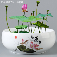 送营养液大号无孔碗莲荷花水培铜钱草水仙花盆陶瓷盆创意水养容器 大号爱莲荷花盆 大