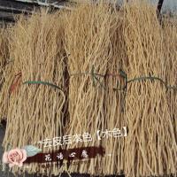 花语心愿]真树枝去皮后本色[木色]干支云龙柳带分叉 干树枝 1.3米高度 10枝装