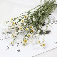 洋甘菊干花天然真花小清新迷你雏菊文艺简约田园风插花装饰diy 洋甘菊迷你小束30朵小花