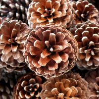 2-10CM野生天然松果圣诞松塔松果球装饰摆件幼儿园手工松果画[8月2日发完] 5-7cm松果7个