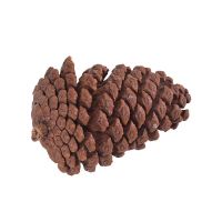 松果松塔松子干花果实装饰树枝手工制作材料创意diy天然摆件 高7-8cm5个