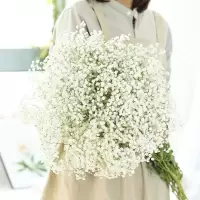 满天星云南半干满天星卧室客厅生日礼物送女友520满天星批发摆摊 白色 勿忘我随机一束