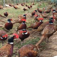 畜牧业专业孔雀鸡嘴遮眼家禽鸡眼镜防啄便鸡戴无孔眼便罩产蛋量 无栓硬镜片中号100个