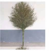 振真ZZ-603大竹扫把 带把竹扫把大笤帚竹扫把大扫把大竹扫把户外加宽