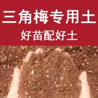 三角梅专用营养土四季开花带花苞好养三角梅专用土的花土土壤酸性