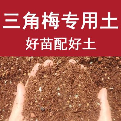 三角梅专用营养土四季开花带花苞好养三角梅专用土的花土土壤酸性