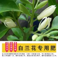 白兰花专用肥料叶面肥花肥料通用养花肥料种花通用花卉白兰花肥料