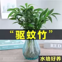 富贵竹水培植物盆栽平安竹绿植室内花卉客厅办公室水好养四季常青