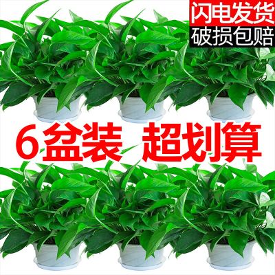 绿萝盆栽室内好养客厅吸除绿植花卉水培植物大叶长藤绿箩批发