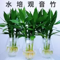 水培观音竹绿植盆栽富贵竹莲花竹水养长青植物室内客厅净化空气