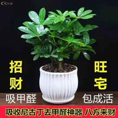 八方来财鸭脚木盆栽七叶莲绿植花卉招财树发财树摇钱树室内外好养