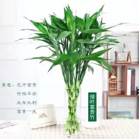 富贵竹水培植物四季水养仿真百合花装饰净化空气室内绿植盆栽