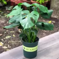 新房 龟背竹盆栽水养土养花卉植物花苗室内绿植盆景
