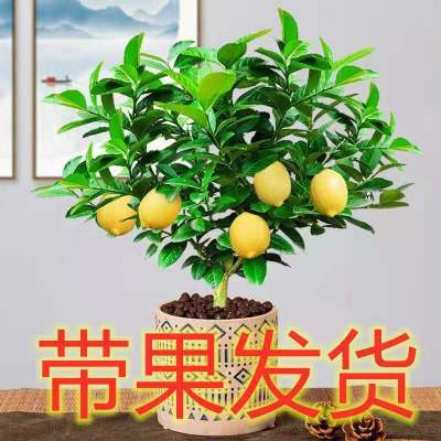 [带果发货]柠檬树苗柠檬树盆栽香水柠檬室内外浓香型四季结果