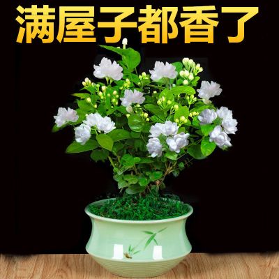 茉莉花盆栽室内客厅阳台花香浓郁夏季开花常青花香驱蚊花卉植物