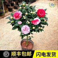 五色茶花山茶花盆栽四季开花带花苞好养耐寒办公室绿植顺丰