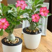 重瓣沙漠沙漠玫瑰花苗观花植物四季开花室内绿植花卉盆栽