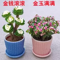 财运满满多肉植物盆栽室内绿植花卉客厅桌面防辐射好养植物礼物花