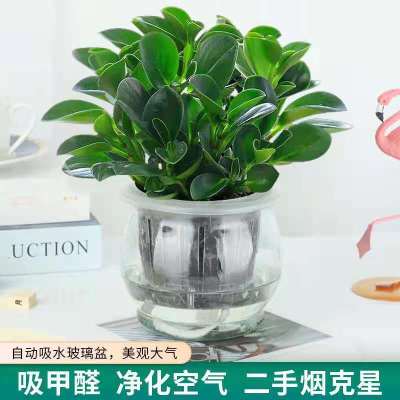 [吸]豆瓣绿盆栽碧玉花卉绿植四季好养水培土培室内桌面植物