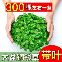 铜钱草水培盆栽室内室外花卉招财金钱草绿植吸绿植大叶子植物