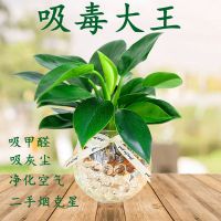 绿公主水培养植物室内吸办公室净化空气四季常青好养绿植花卉