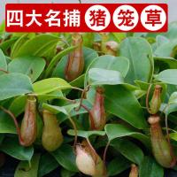 捕蝇草花卉盆栽带盆夏季驱蚊猪笼草食虫植物室内花卉多肉盆栽植物