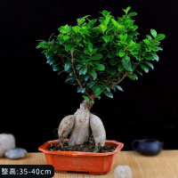 金钱榕树盆景植物室内室外绿植S型观茎大型小叶榕四季常青盆栽