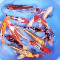 纯种锦鲤观赏鱼鱼活体金鱼淡水冷水鱼草金鱼放生鱼大正三色练手鱼[7月31日发完]