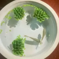 肚兜萍鱼缸浮萍水草养鱼养龟虾净化水质浮草水生植物水族箱造景