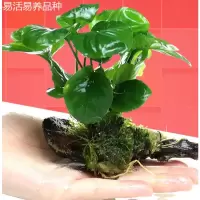 鱼缸水族箱造景水榕沉木活体水草淡水无土植物后景宫廷真水草绿菊