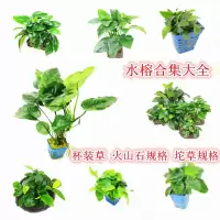 淡水鱼缸活体水草水榕系列大叶榕小榕巴榕迷你榕阴性造景无需CO2