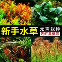 新手水草入门级懒人生态造景沉木水榕牛毛莫斯增氧鱼缸阴性真植物