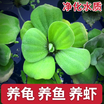 浮萍水草植物造景净化水质的养龟缸养鱼缸用品漂浮水芙蓉苗水葫芦