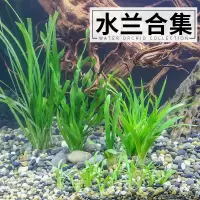 迷你水兰水草苦草椒草原生溪流鱼缸造景套餐懒人阴性水下淡水植物