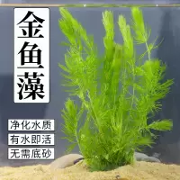 金鱼藻水草淡水浮萍蜈蚣草绿菊池塘制氧净化水质水族鱼缸好养易活